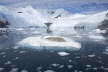 Crabeater Seal on Iceberg