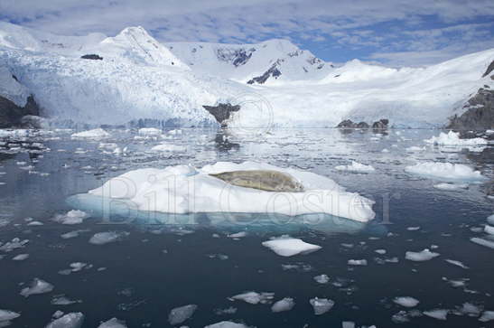 Crabeater Seal on Iceberg