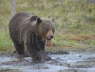 Brown Bear