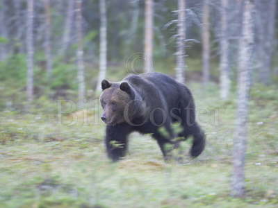 Brown Bear Running