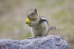 Golden-mantled Ground Squirrel feeding