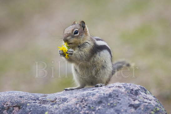 Golden-mantled Ground Squirrel feeding