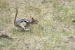 Golden Mantled Ground Squirrel running