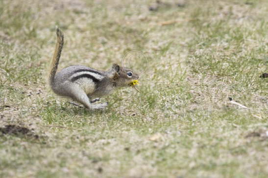 Golden-mantled Ground Squirrel running