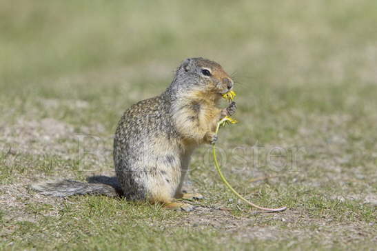 Columbian Ground Squirrel eating