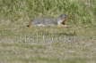 Columbian Ground Squirrel leap