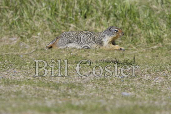 Columbian Ground Squirrel leap