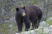 Black Bear