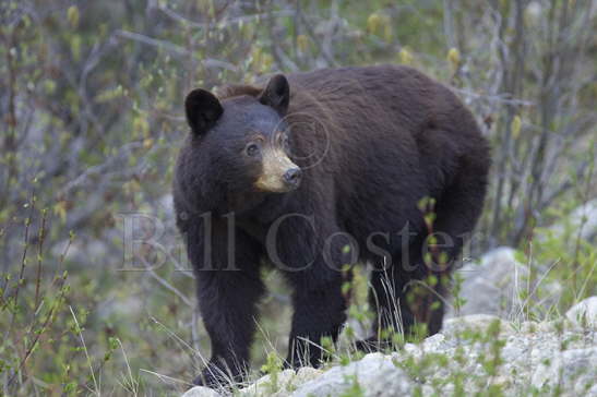 Black Bear