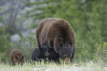 Black Bear Mother & Cubs