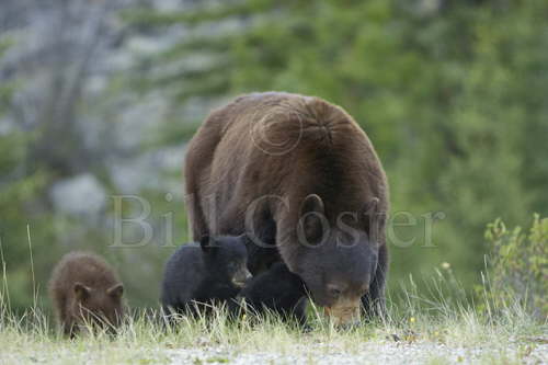 Black Bear Mother & Cubs