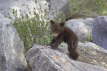 Black Bear Cub