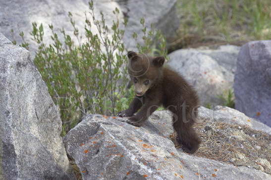 Black Bear Cub