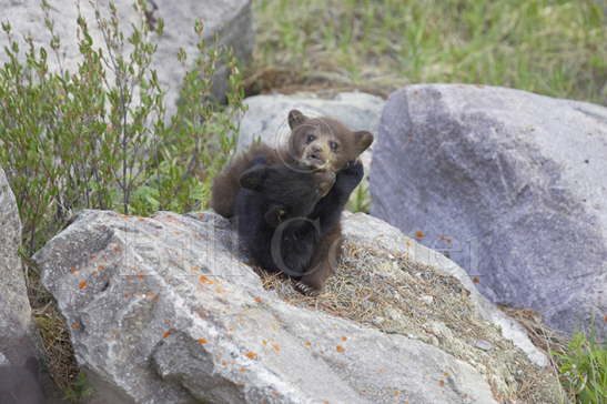 Black Bear Cubs playfighting