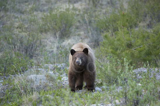 Black Bear