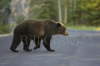 Grizzly Bear crossing road