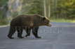 Grizzly Bear crossing road