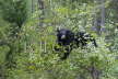 Black Bear in tree eating berries