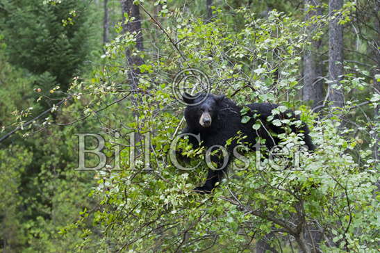 Black Bear in tree eating berries