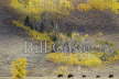 Bison and autumn colour