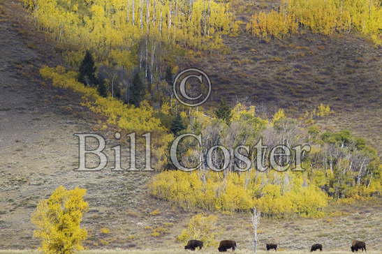 Bison and autumn colour