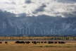 Bison and Teton Range