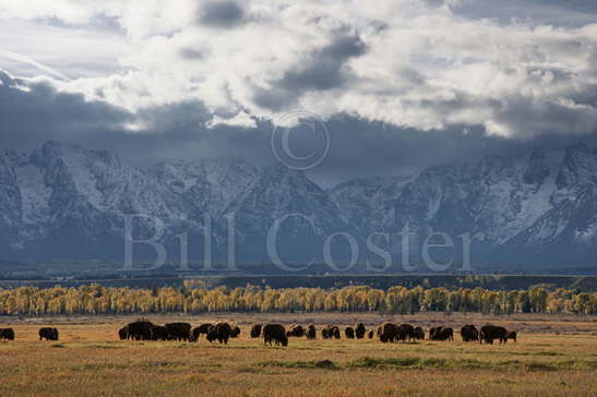 Bison and Teton Range