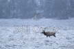 Elk stag in snow
