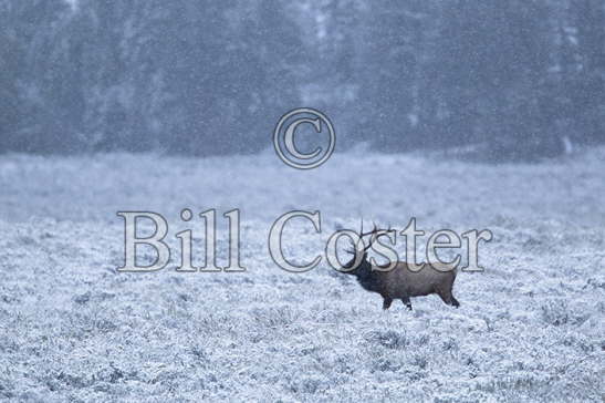 Elk stag in snow