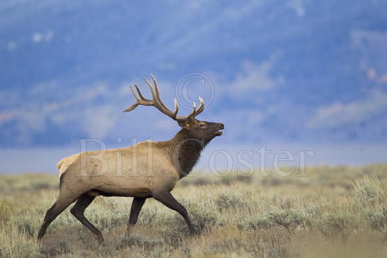 Elk Stag running