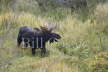 Bull Moose