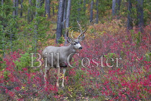 White-tailed Deer with Autumn Colour