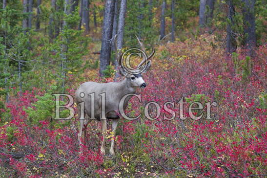 White-tailed Deer autumn colour