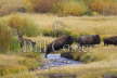 Bison jumping over stream