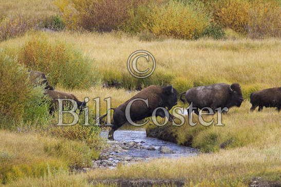 Bison jumping over stream