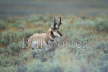 Pronghorn Antelope