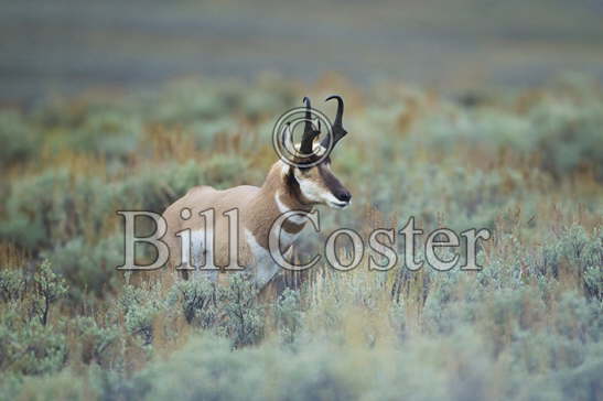 Pronghorn Antelope