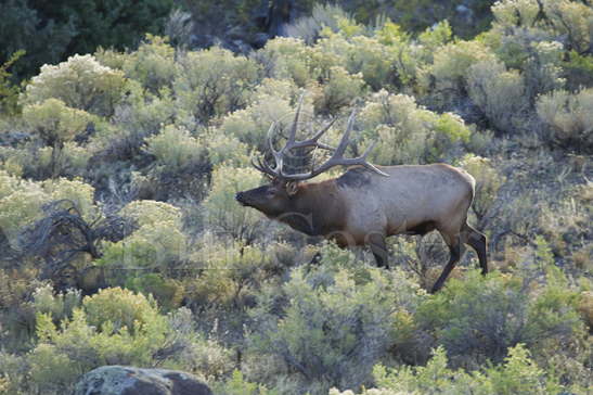 Elk Stag