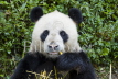 Giant Panda
