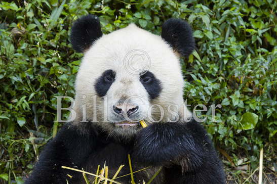 Giant Panda