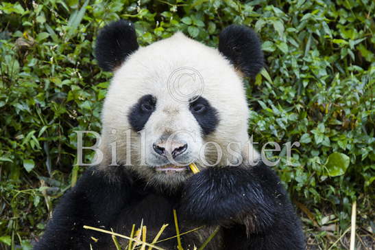 Panda eating Bamboo