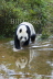 Giant Panda