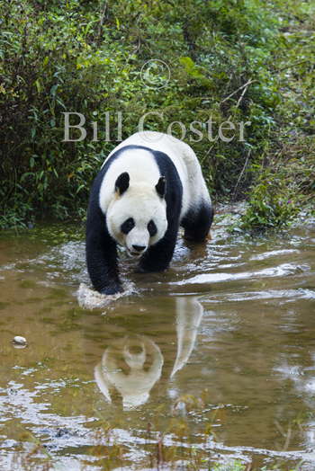 Panda crossing stream