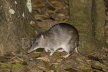 Long-nosed Bandicoot