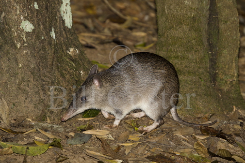 Long-nosed Bandicoot