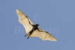 Black Fruit Bat 