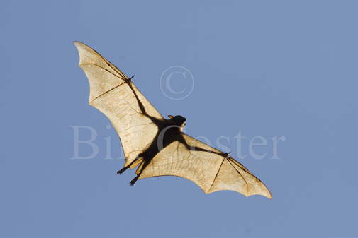 Black Fruit Bat