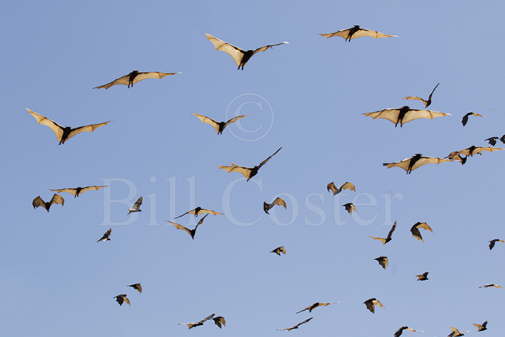 Black Fruit Bats