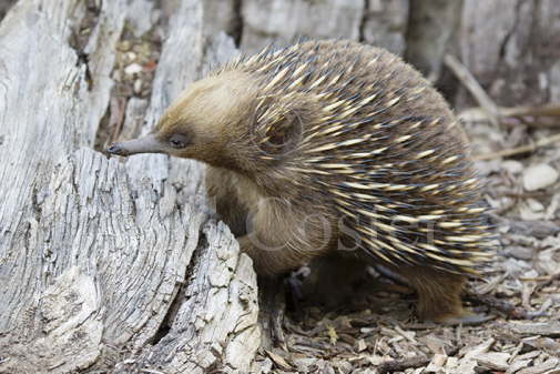 Short-beaked Echidna