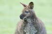 Bennett's Wallaby